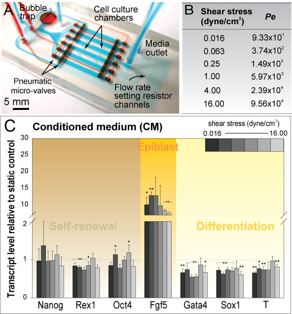 MTL Annual Report » Microfluidic Perfusion for Modulating Stem Cell ...