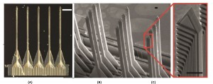 Figure 1:  (a) A photomicrograph of a linear array of five waveguide probes, each which has nine guides.  (b) An SEM micrograph of a 2-D probe array assembled from four linear arrays having five waveguide probes, each of which has twelve guides.  (c) A zoomed-in view of the 2-D array in Figure 1b showing the 45˚ mirrors and output ports.  The scale bars are all 100 µm long.   